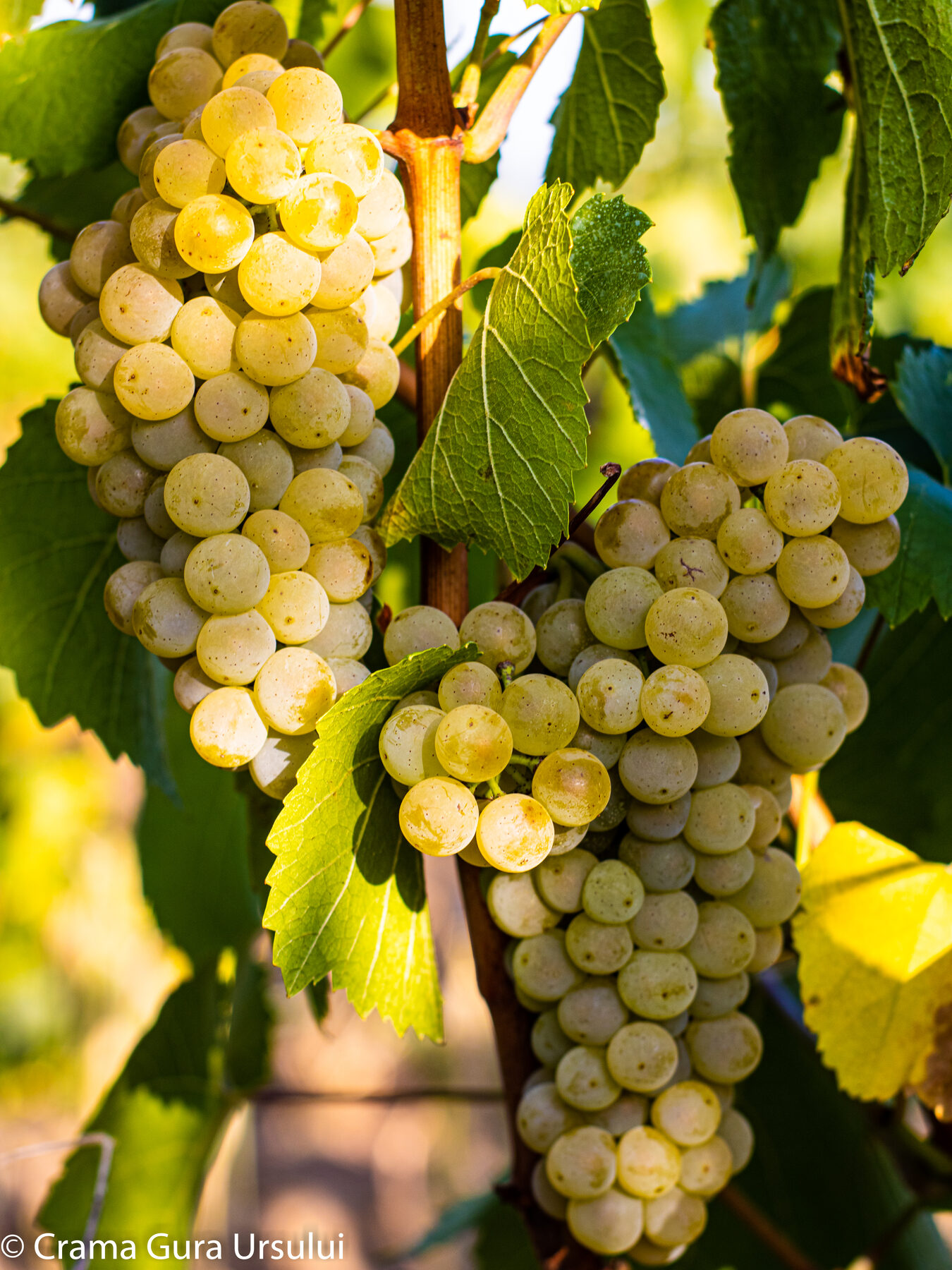 Chardonnay